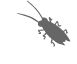 termite control morninton